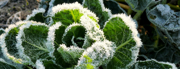 Frost covered plant in a winter garden